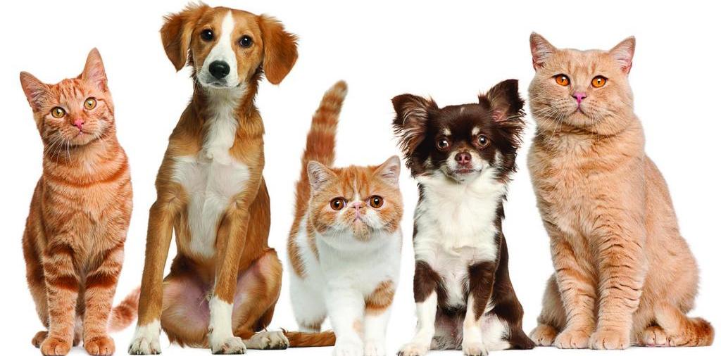 Доска объявлений о животных | ЗооТом - продажа, вязка и услуги для животных в Пестово