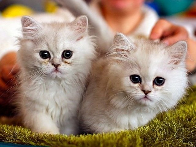 Породы кошек в Пестово | ЗооТом портал о животных