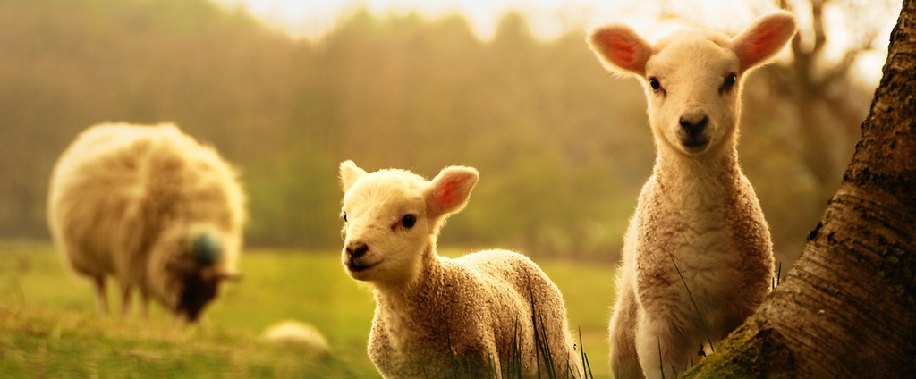 Объявления о сельскохозяйственных животных | ЗооТом - продажа, вязка и услуги для животных в Пестово