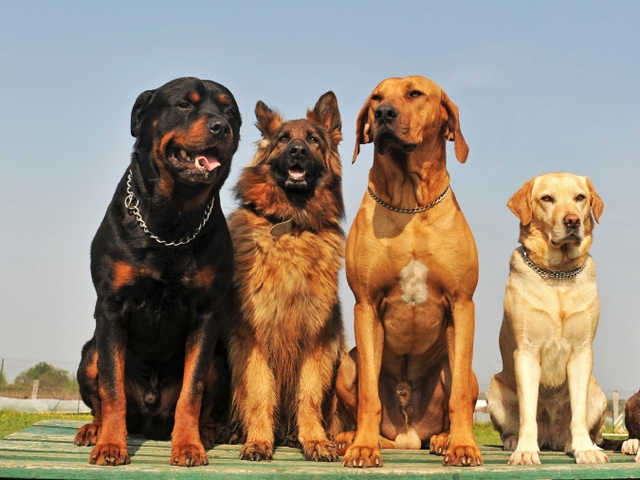 Крупные породы собак в Пестово | ЗооТом портал о животных